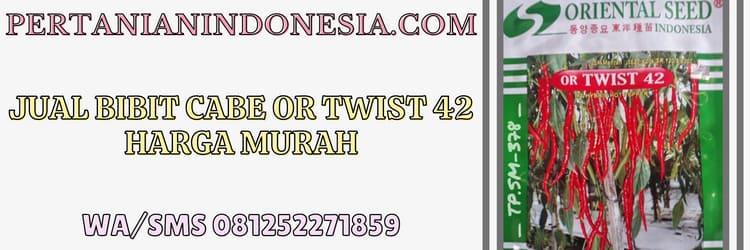 jual,murah,jual bibit cabe or twist 42,jual bibit cabe or twist 42 murah,pertanian indonesia
